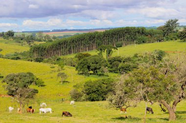 Parlak ve bulutlu bir günde Brezilya 'daki bir çiftlikte farklı cinslerden inekler çimenli bir tarlada yaşar..