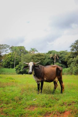 Parlak ve bulutlu bir günde Brezilya 'daki bir çiftlikte farklı cinslerden inekler çimenli bir tarlada yaşar..