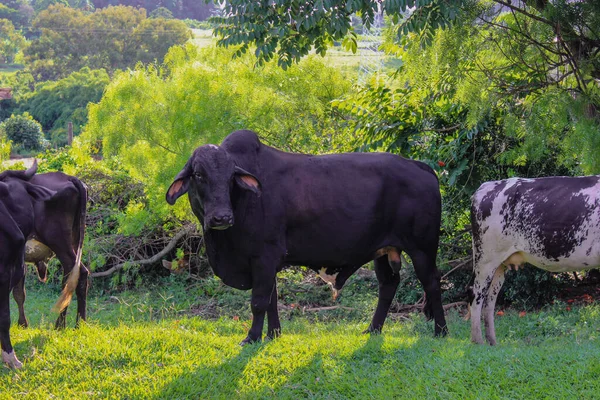 Krávy Různých Plemen Travnatém Poli Jasném Mraky Slunečný Den Farmě — Stock fotografie