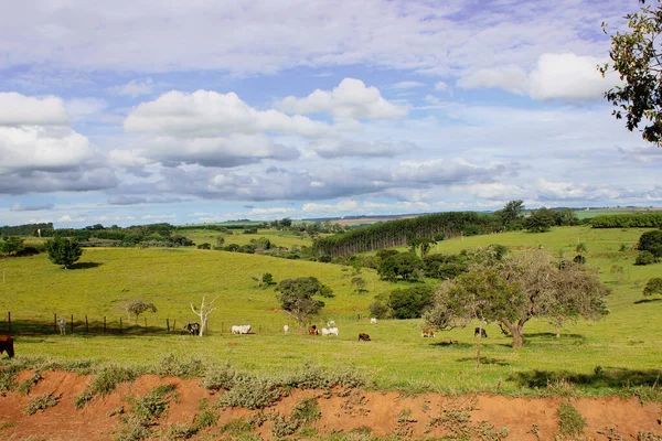 Koeien Van Verschillende Rassen Een Grasveld Een Heldere Bewolkte Zonnige — Stockfoto