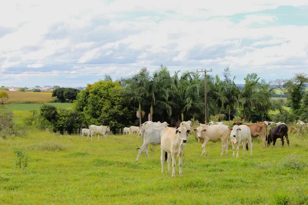 Krávy Různých Plemen Travnatém Poli Jasném Mraky Slunečný Den Farmě — Stock fotografie