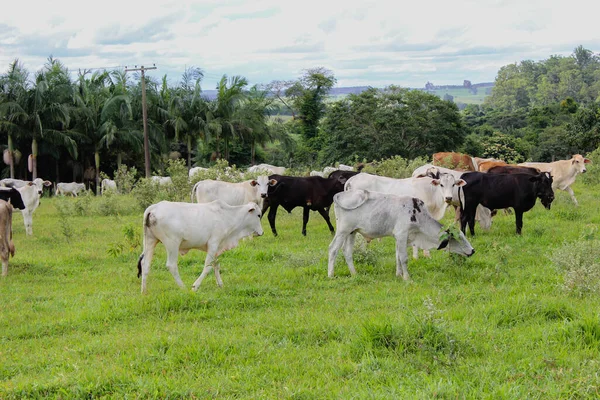 Cows Different Breeds Grassy Field Bright Clouds Sunny Day Farm — Stock Photo, Image