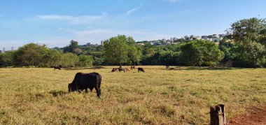 Şehrin yakınındaki çiftlikte gün batımlı mavi gökyüzünde bir grup inek..