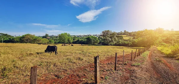 Grupo Vacas Fazenda Perto Cidade Céu Azul Com Pôr Sol — Fotografia de Stock