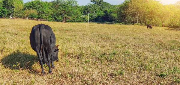 Skupina Krav Farmě Blízkosti Města Modré Obloze Západem Slunce — Stock fotografie