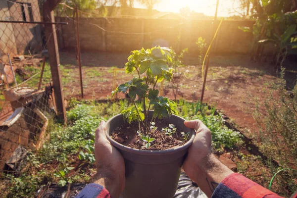 Petani Memegang Pot Dengan Poliscias Fruticosa Tanaman Pertanian Matahari Terbenam — Stok Foto