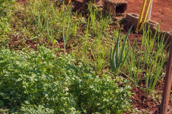 Jardin Fait Maison Petite Pauvre Plantation Rurale Avec Persil Ciboulette — Photo