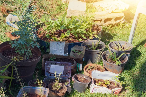 Rumah Membuat Kebun Sayur Pedesaan Kecil Yang Miskin Dengan Bahan — Stok Foto