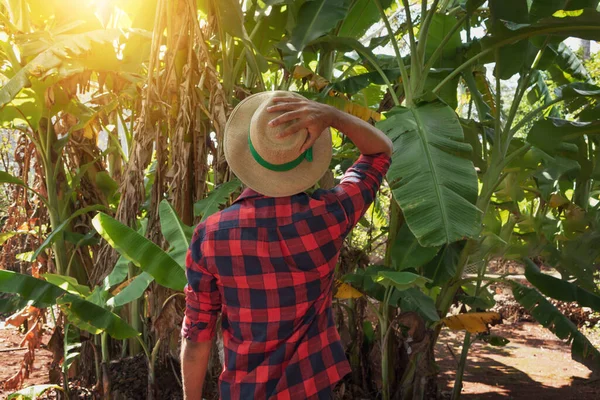 Egy Farmer Áll Egy Banánültetvény Előtt Egy Napsütéses Napon Egy — Stock Fotó