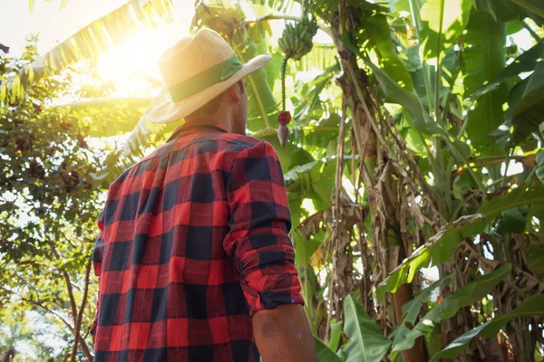阳光灿烂的一天 农场主站在香蕉树种植园前 农田里农民的画像 — 图库照片