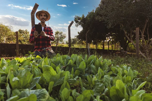 Farmář Tabletou Před Salátovým Polem Použití Digitální Podpory Farmě Při — Stock fotografie