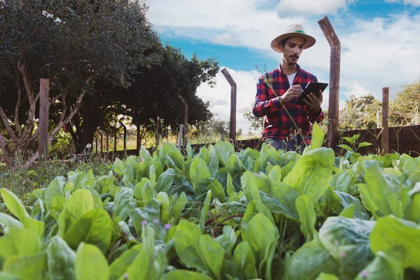 Boer Met Tablet Voor Een Sla Veld Digitale Ondersteuning Boerderij — Stockfoto