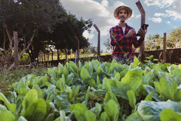 Farmer Tabletkami Przed Polem Sałaty Korzystanie Wsparcia Cyfrowego Gospodarstwie Zachodzie — Zdjęcie stockowe