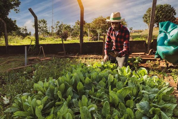 Boer Met Tablet Voor Een Sla Veld Digitale Ondersteuning Boerderij — Stockfoto