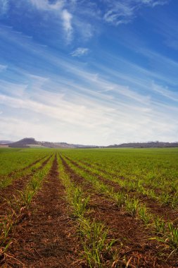 Şeker kamışı smal ve genç ekiyor gökyüzü bulutlu bir çiftlikte.