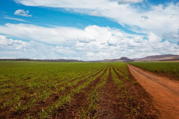 Caña Azúcar Smal Plantación Joven Una Granja Con Cielo Con —  Fotos de Stock