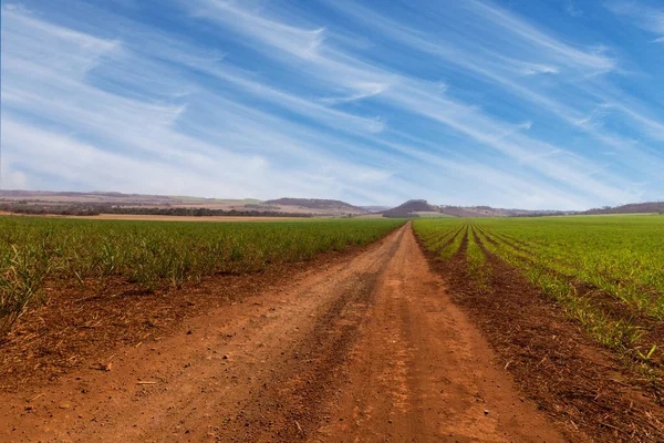 Caña Azúcar Smal Plantación Joven Una Granja Con Cielo Con —  Fotos de Stock