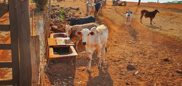 Krávy Kravíně Jedí Seno Při Západu Slunce Skupina Krav Pasoucích — Stock fotografie