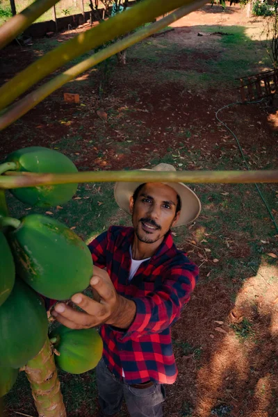 Rolnik Pracujący Analizujący Owoce Papai Plantacja Papai Zmodernizowała Rolnictwo Wnętrzu — Zdjęcie stockowe