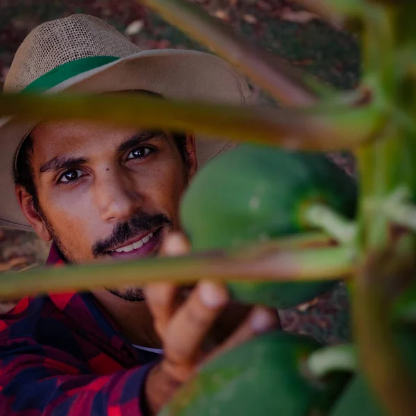 Werknemer Boer Analyseren Van Papaya Fruit Glimlachen Zoek Naar Camera — Stockfoto