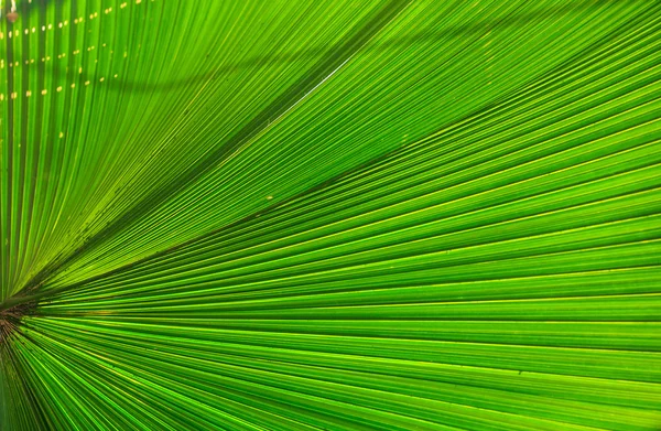 Feuille de palourde gros plan — Photo