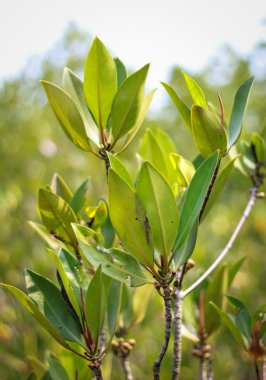 Mangrov ağaç yaprak