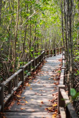 Mangrov orman Köprüsü