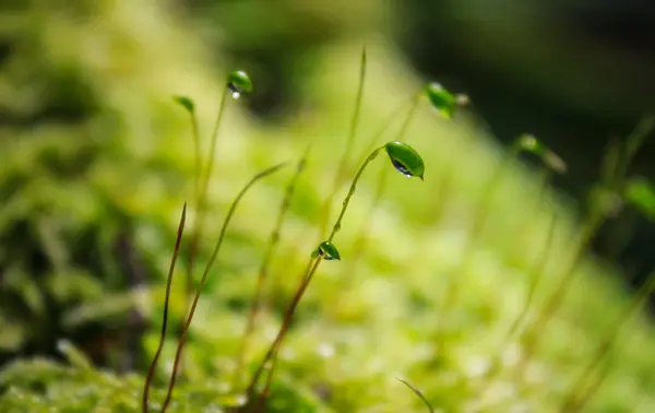 Moss esporos de perto — Fotografia de Stock
