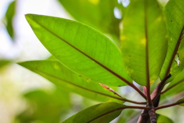 Mangrov yaprak aşağıdaki