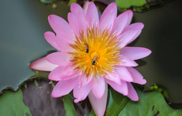 Arı ve lotus