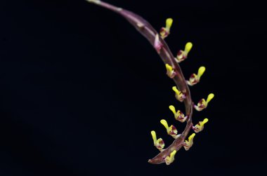 Orkide çiçek izole