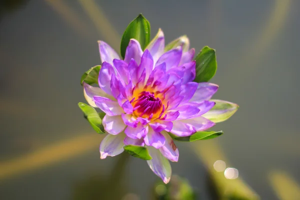 Lotus sabah bloom