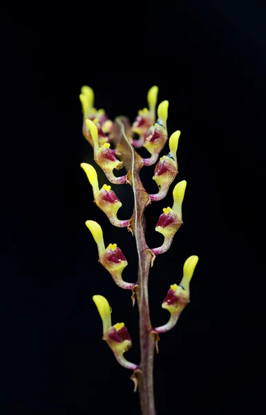 Isolate orchid flower — Stock Photo, Image