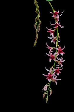 Güzellik pembe orkide