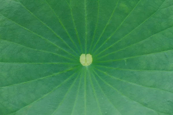 Lotus heart leaf — Stock Photo, Image