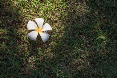 Frangipani çiçek Güz