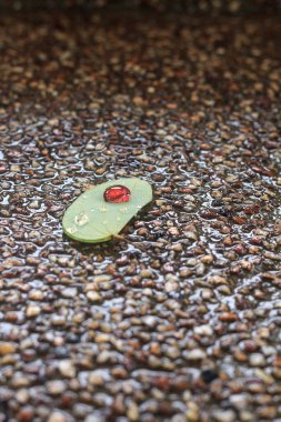 Bırakın ve yağmur damlası