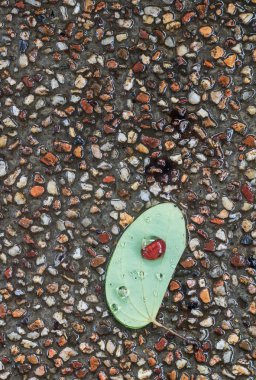 Bırakın ve yağmur damlası