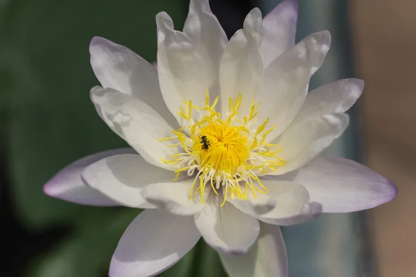 Loto y abeja —  Fotos de Stock