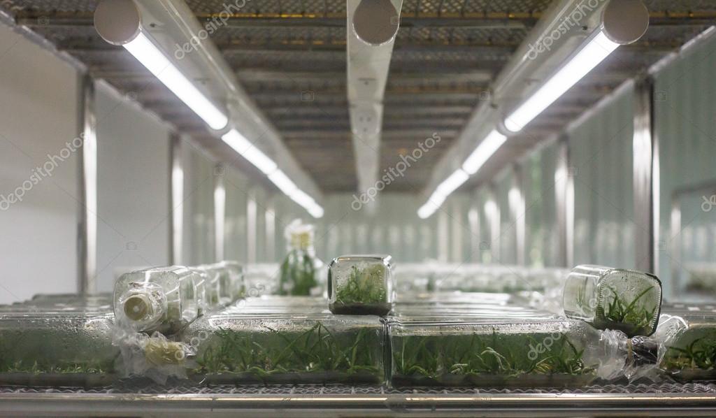 Laboratory tissue culture — Stock Photo © 123679272