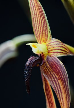 Orkide çiçek makro