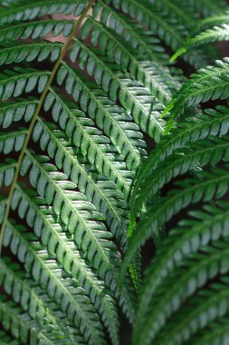 eğreltiotu yaprağı yakın plan