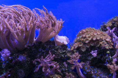 Şeytanın el mercanlarının su altı arka planı yeşil polipler ve diğer deniz canlıları.
