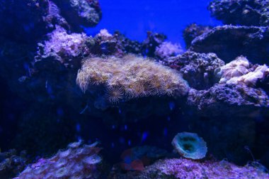 Yeşil düğmeli polipler, diğer mercanlar ve deniz canlılarının su altı arka planı