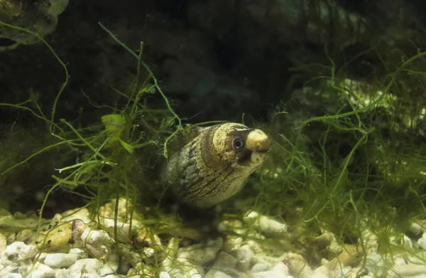 Στενή Άποψη Του Κεφαλιού Της Bosch Moray Της Echidna Nebulosa — Φωτογραφία Αρχείου