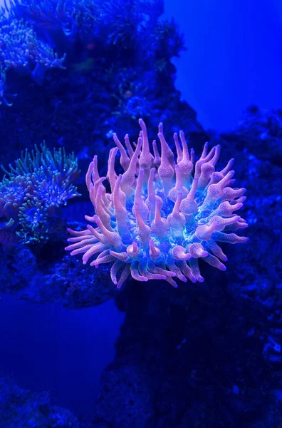 Sualtı Gül Kabarcığı Pucu Anemone Entacmaea Dörtlü Rengi — Stok fotoğraf