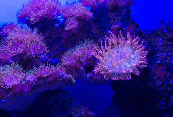 Gül Kabarcık Ucu Anemone kolonisi (Entacmaea dörtgeni) bunlardan biri yakın çekim ile