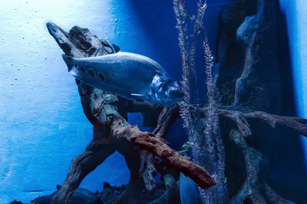 Вид Плавання Клонова Риба Перо — стокове фото