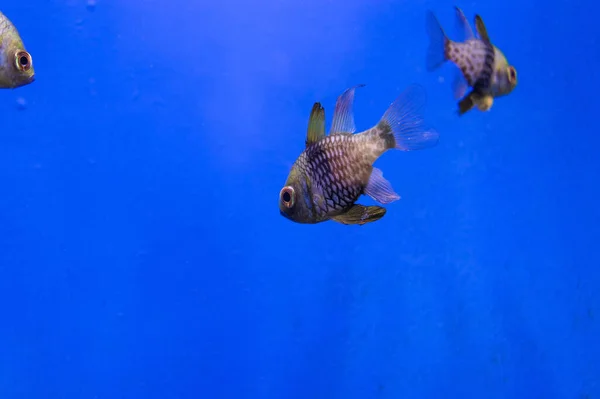 Κολύμπι Υποβρύχια Pajama Cardinalfish Φόντο Ultramarine — Φωτογραφία Αρχείου