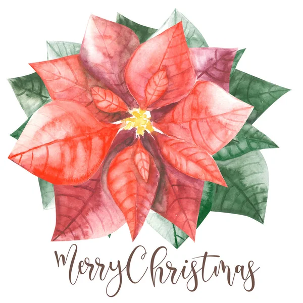 Watercolor Pointsettia Bloom Green Leaves Christmas Wishes White Background — Stock Photo, Image